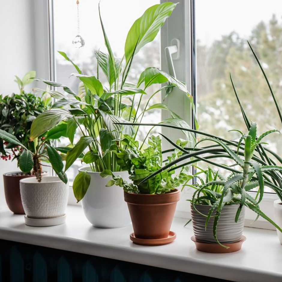 Indoor windowsill garden with various potted green plants
