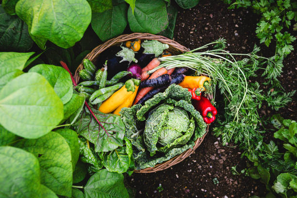 Top view of mix of ripe fresh organic vegetables in the basket on the farm.