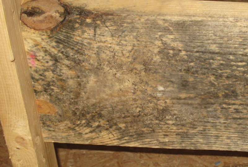 Close-up of moldy and weathered wood on a pallet board, showing signs of decay and moisture damage.