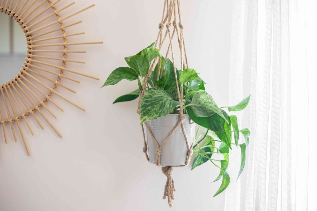hanging pothos plant in macrame planter holder near bright window for boho home decor