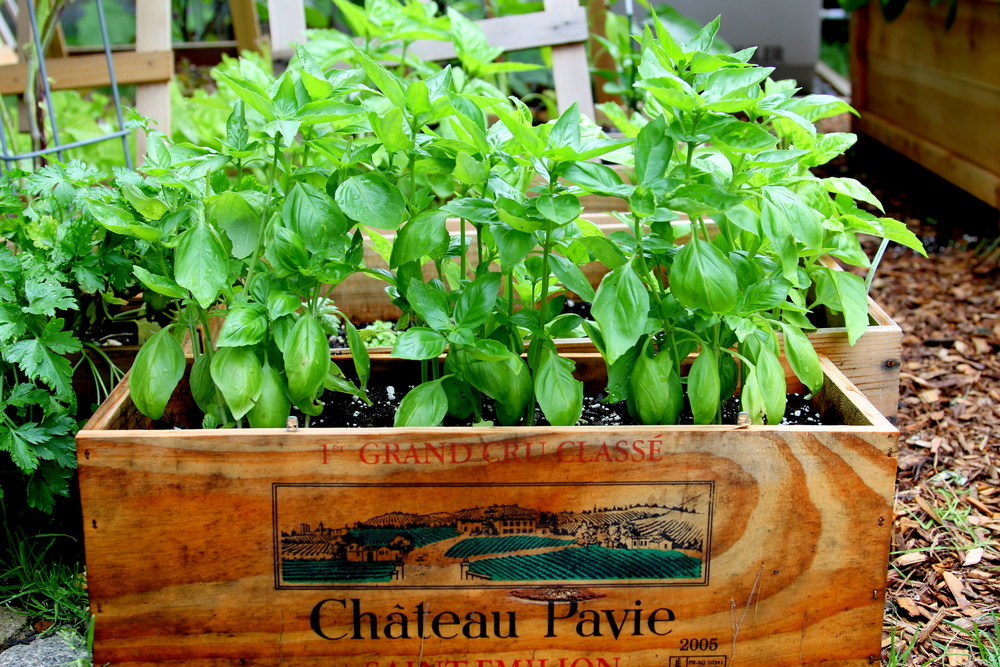 Fresh herbs thrive in a repurposed wine crate turned charming herb box