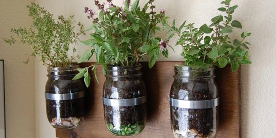Mason jar herb garden mounted on a wooden wall