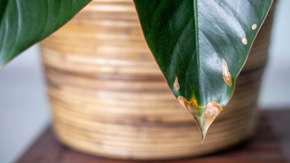 Close-up of a plant leaf with brown spots from damage or disease
