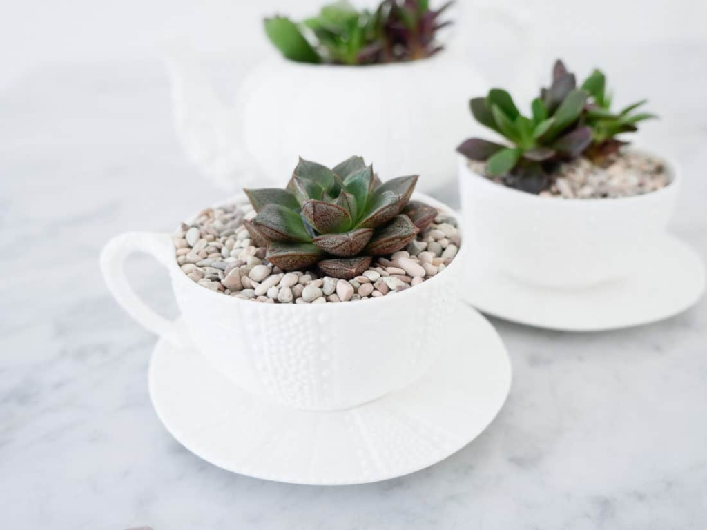 Teacups used as succulent planters resting on a table.