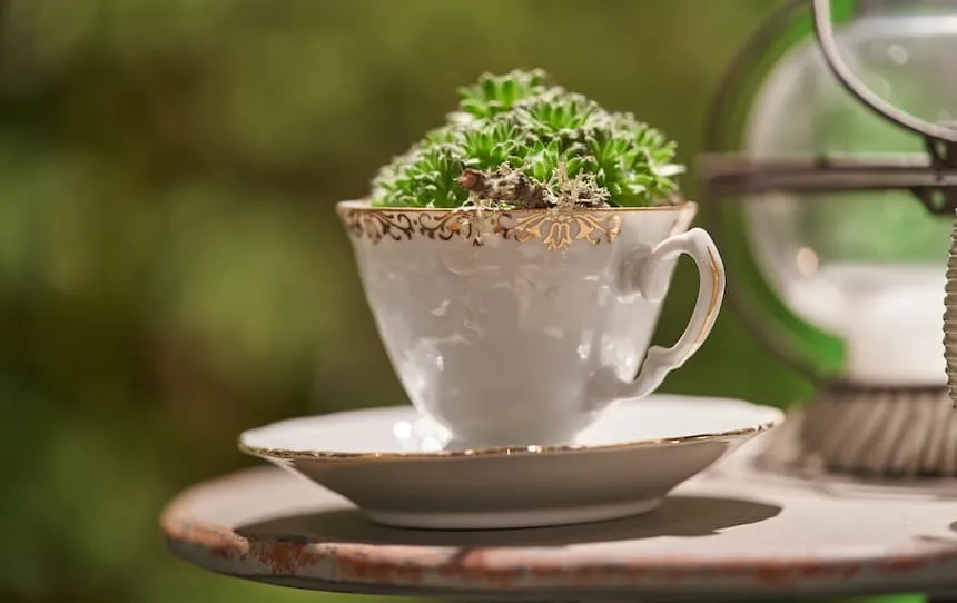 A repurposed teacup used as a planter.