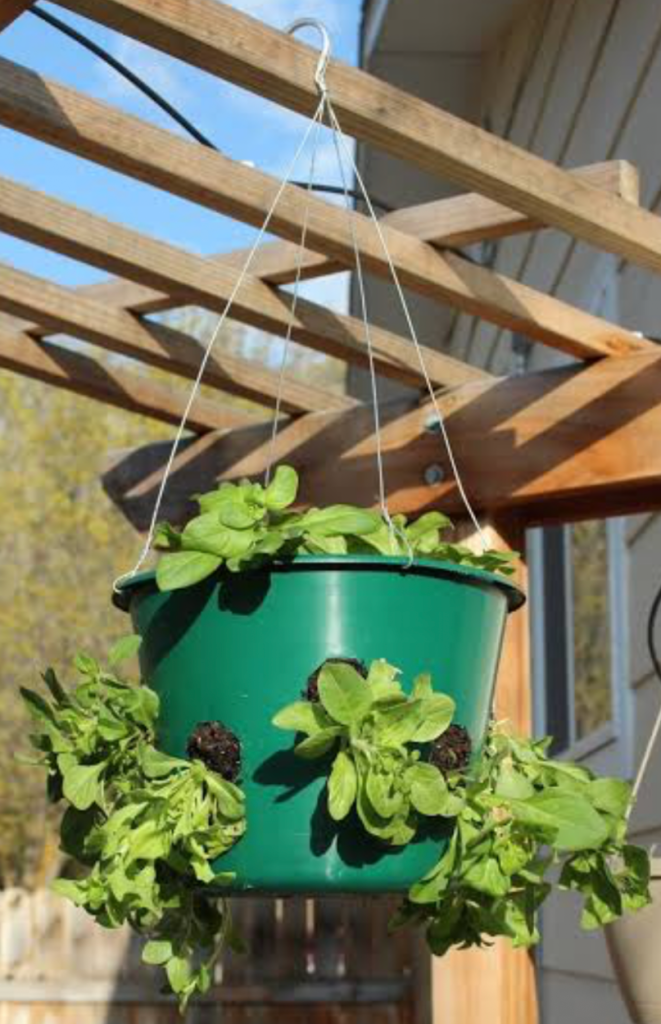 Hanging green planter with side holes growing strawberry plants on outdoor pergola