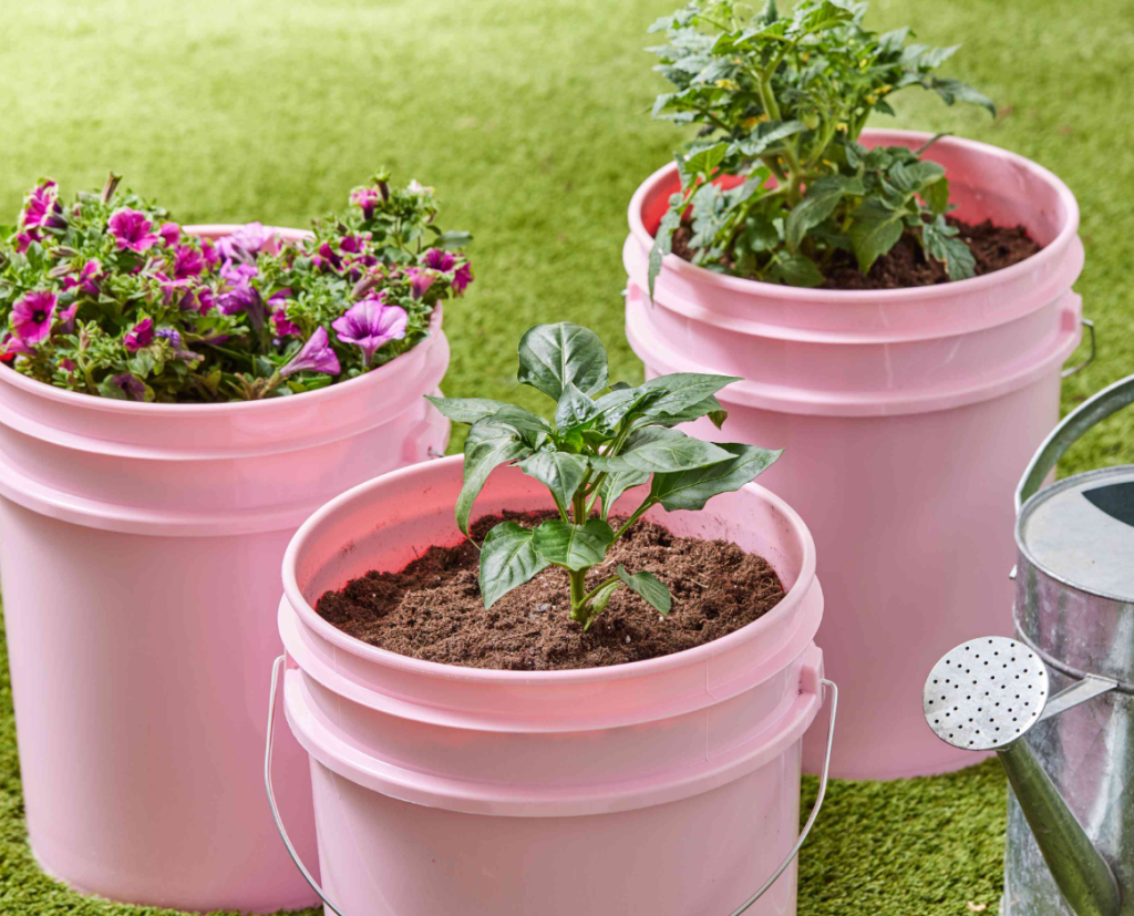 Pink planters that were 5-gallon buckets.