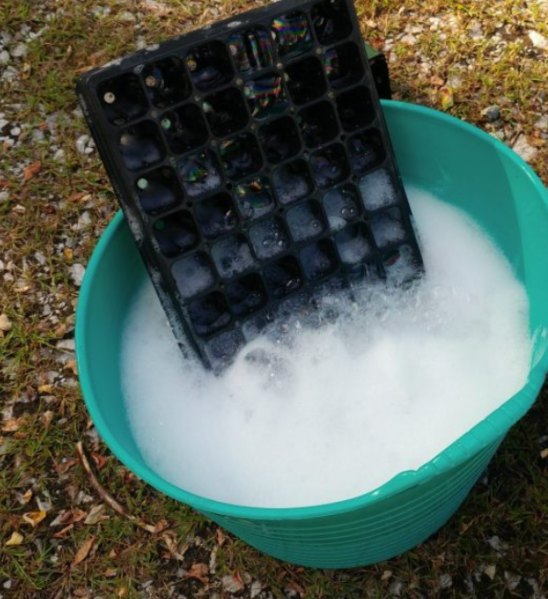 Seedling tray soaking in soapy water for cleaning and reuse before planting season