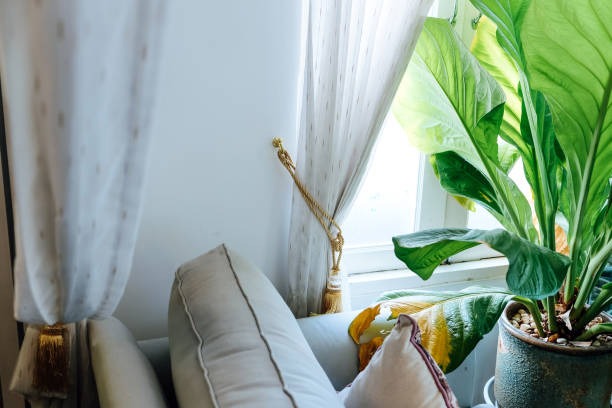 Sheer white window curtains beside indoor plant and cozy sofa corner