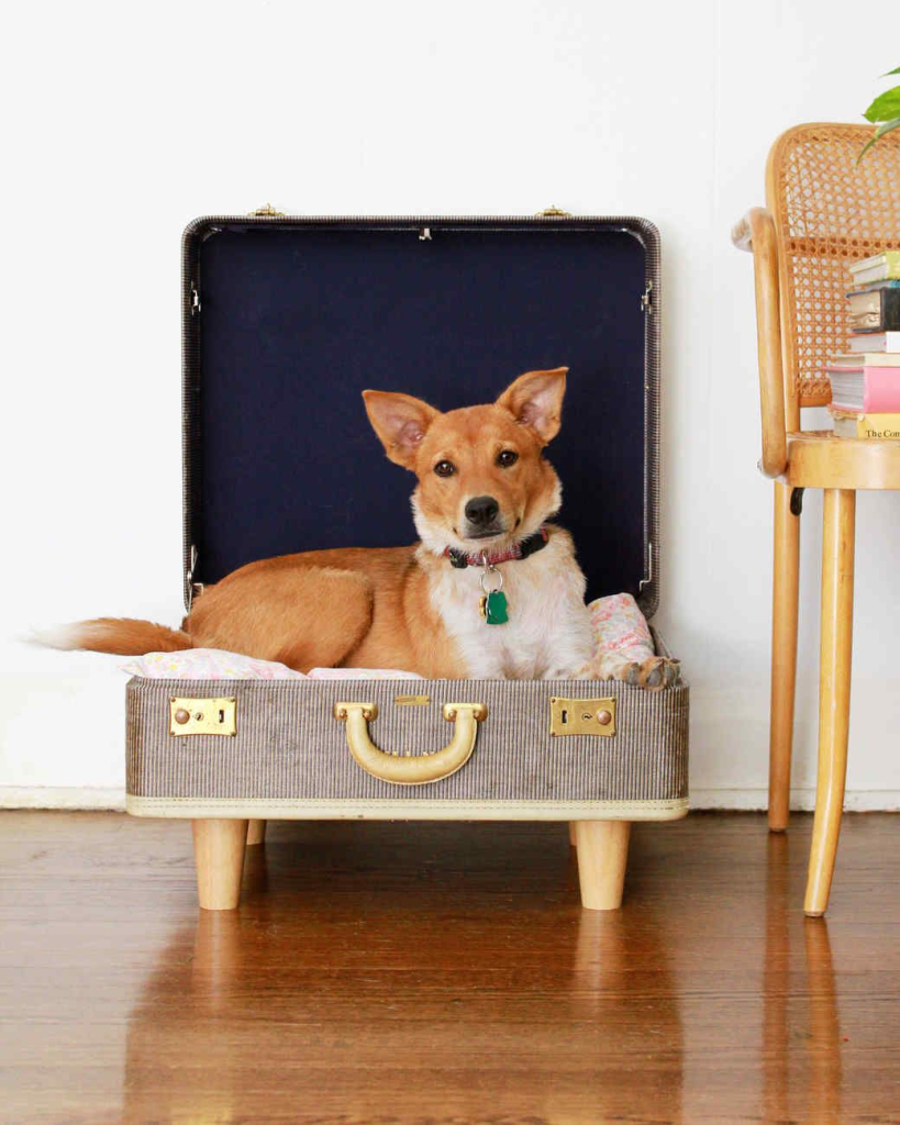 Dog resting in an open vintage suitcase bed