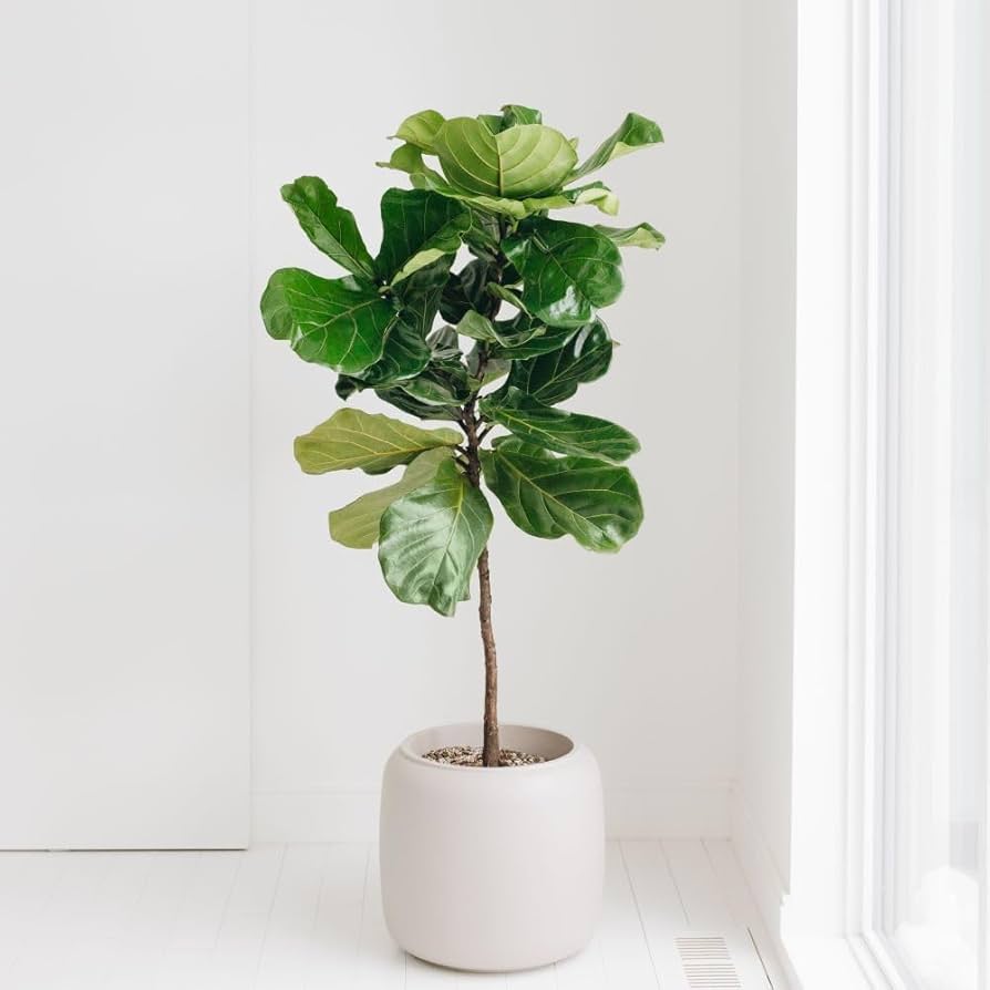 A Fiddle Leaf Fig (Ficus Lyrata) in a white pot in the corner of a living room.