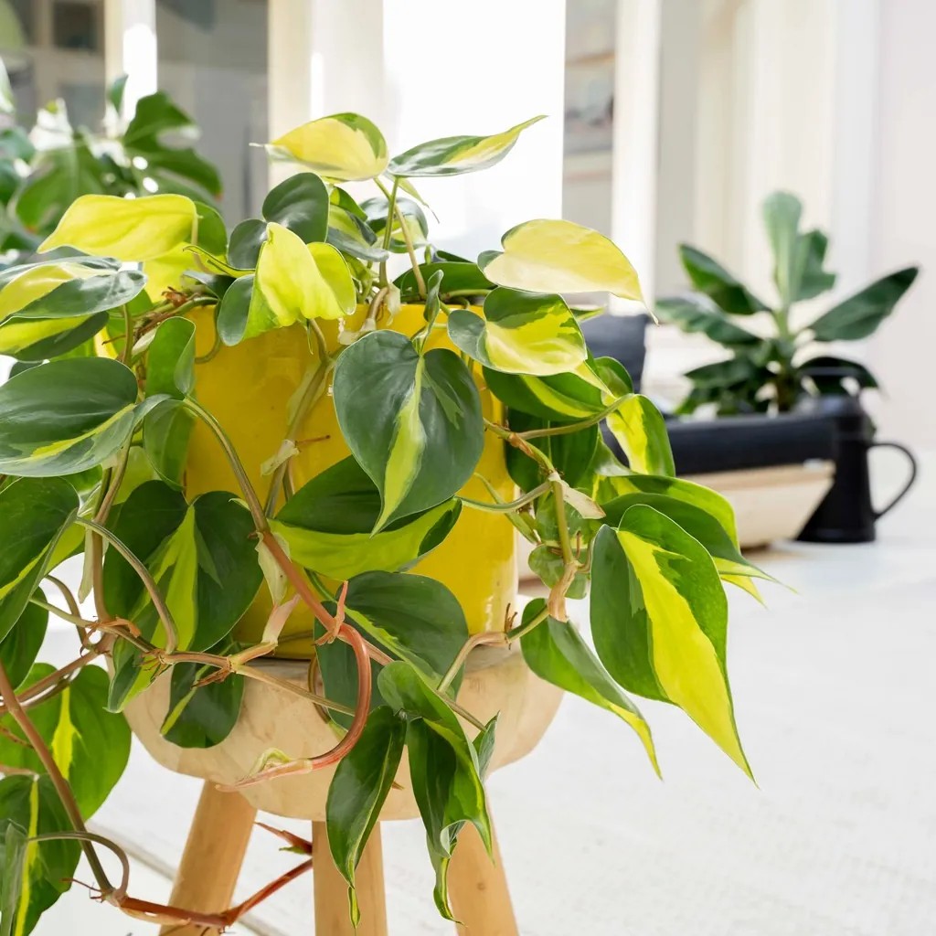 Heartleaf philodendron (Filodendro-brasil) resting on a stool in a living room.