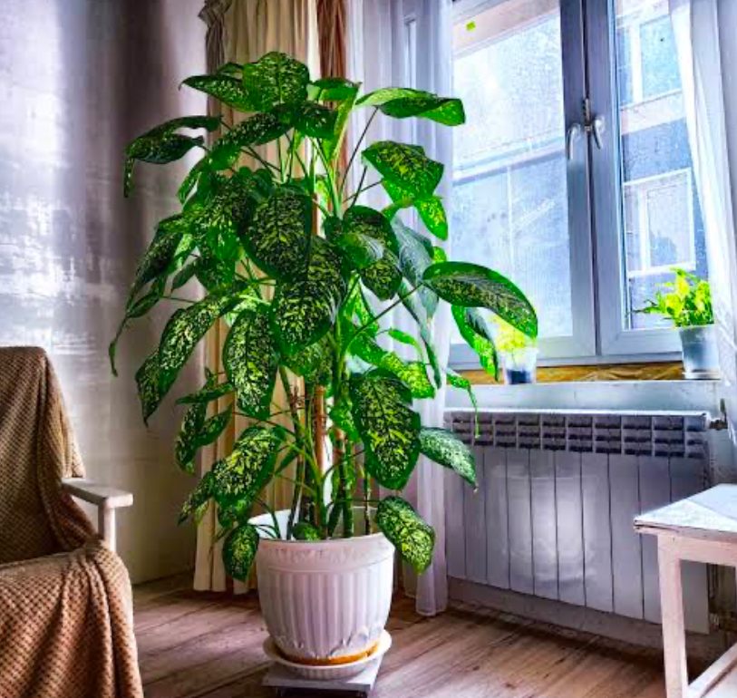 A Dumb Cane (Dieffenbachia) plant in the corner of living room next to a window.