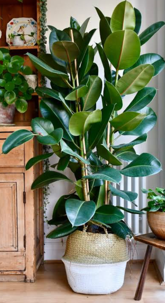 A Rubber Plant (Ficus Elastica) in the corner of a living room,