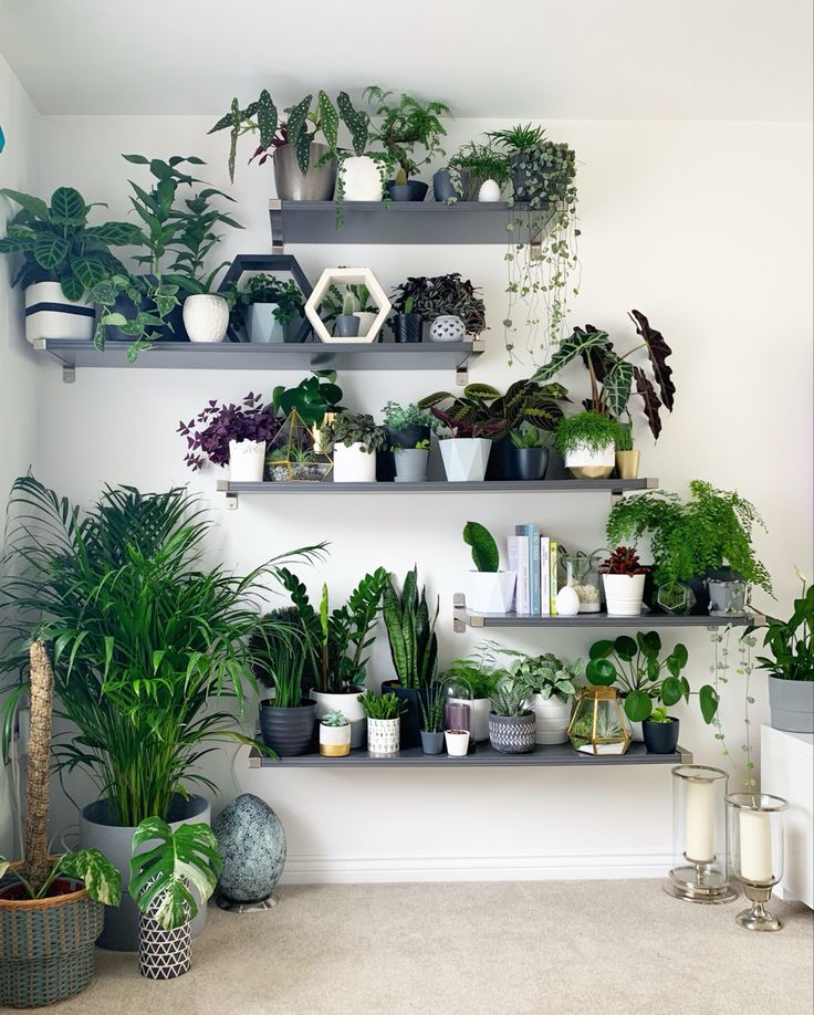 Various indoor plants.