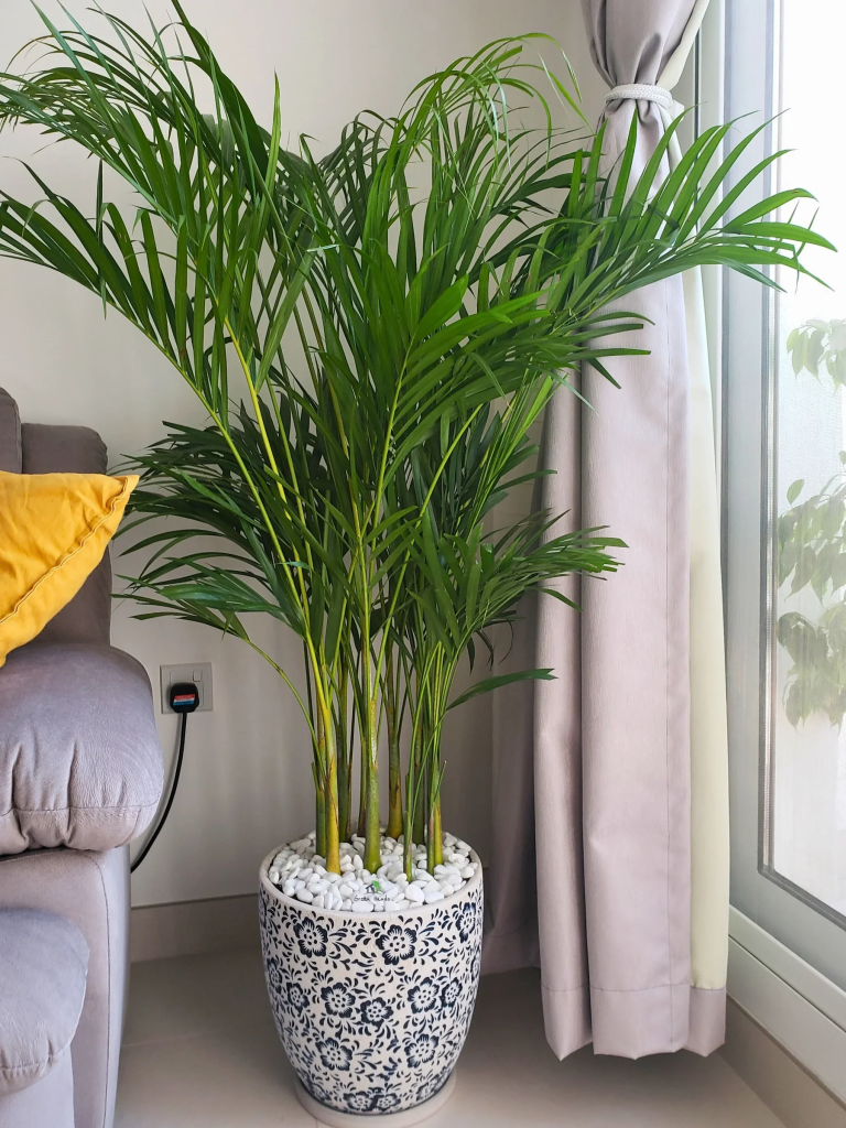 A Areca Palm (Dypsis Lutescens) plant in the corner of a living room next to a window in its stylized pot.