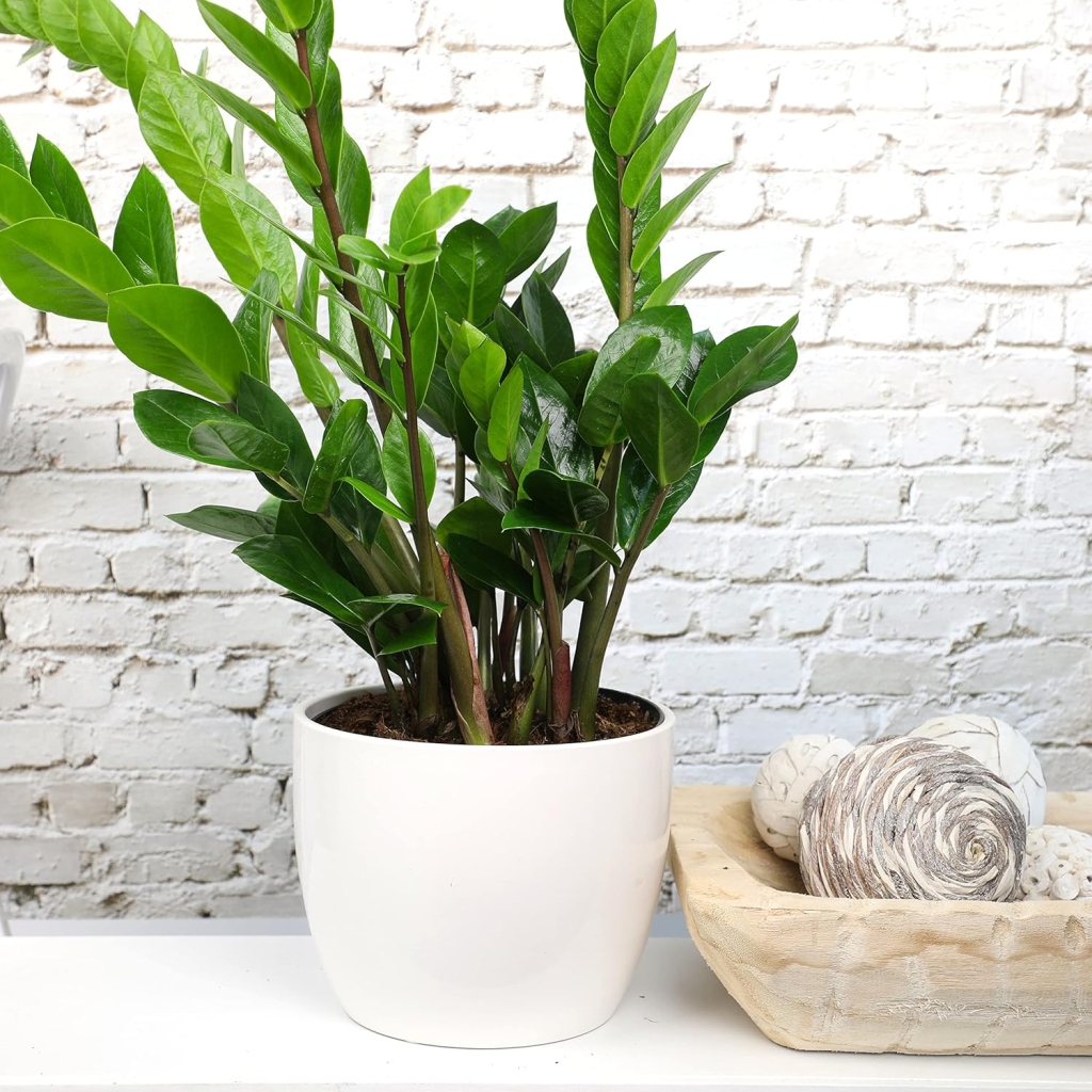 Zamioculcas zamiifolia AKA ZZ plant in a white pot in front of a white brick background.