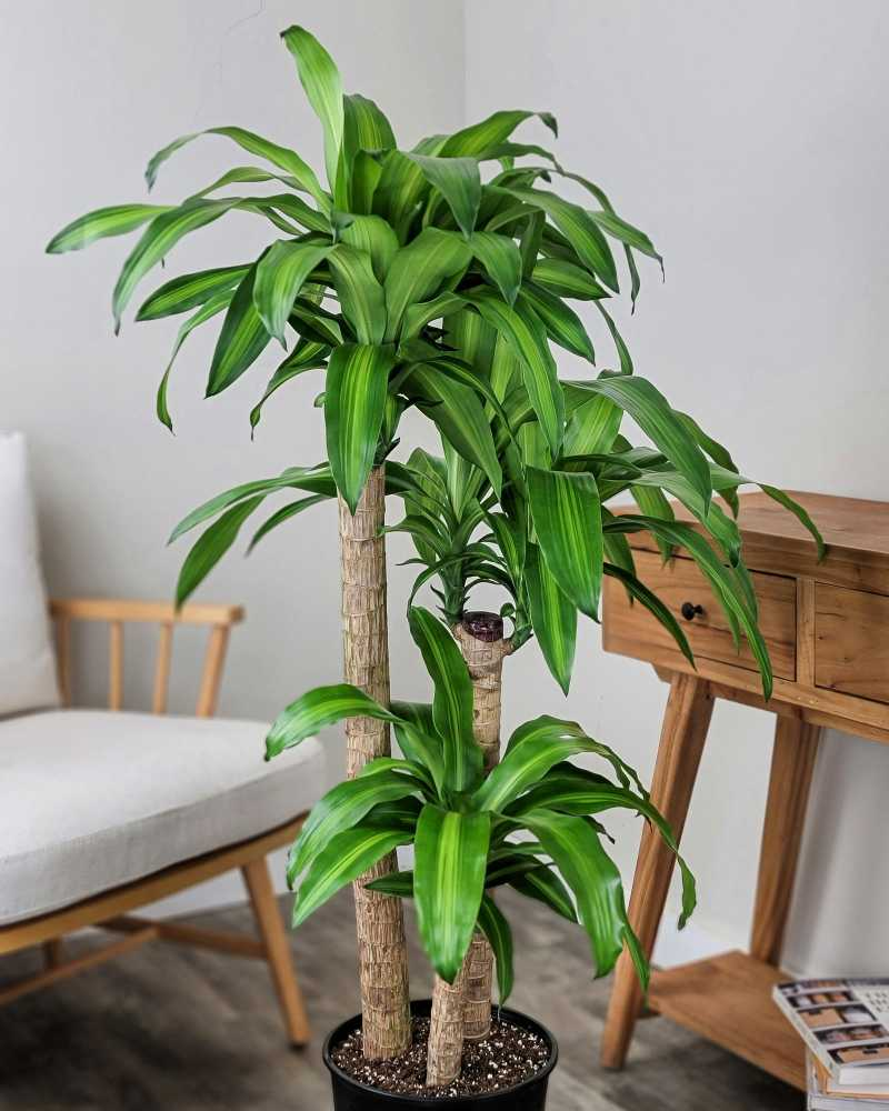 A pot of Corn Plants (Dracaena Fragrans)  in a living room in the foreground with bamboo wooden furniture in the background.