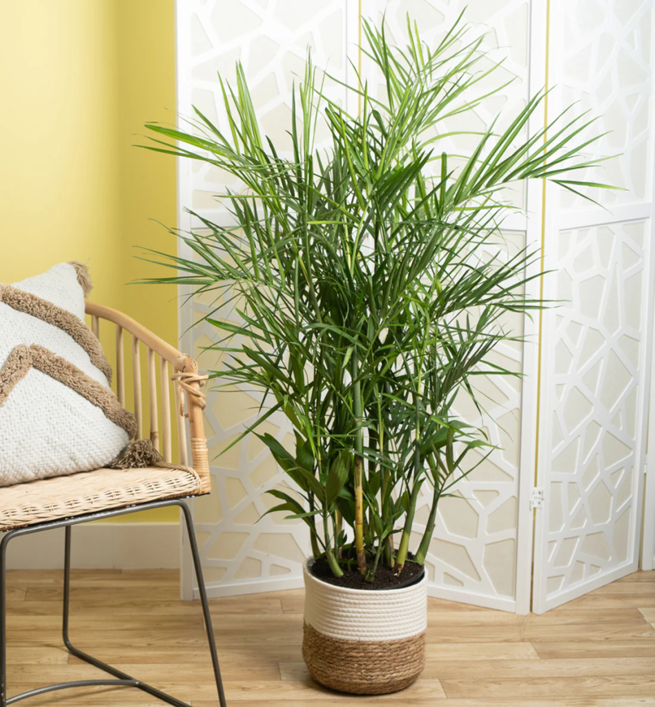 A Bamboo Palm (Chamaedorea seifrizii) in a living room with other natural themed decor.