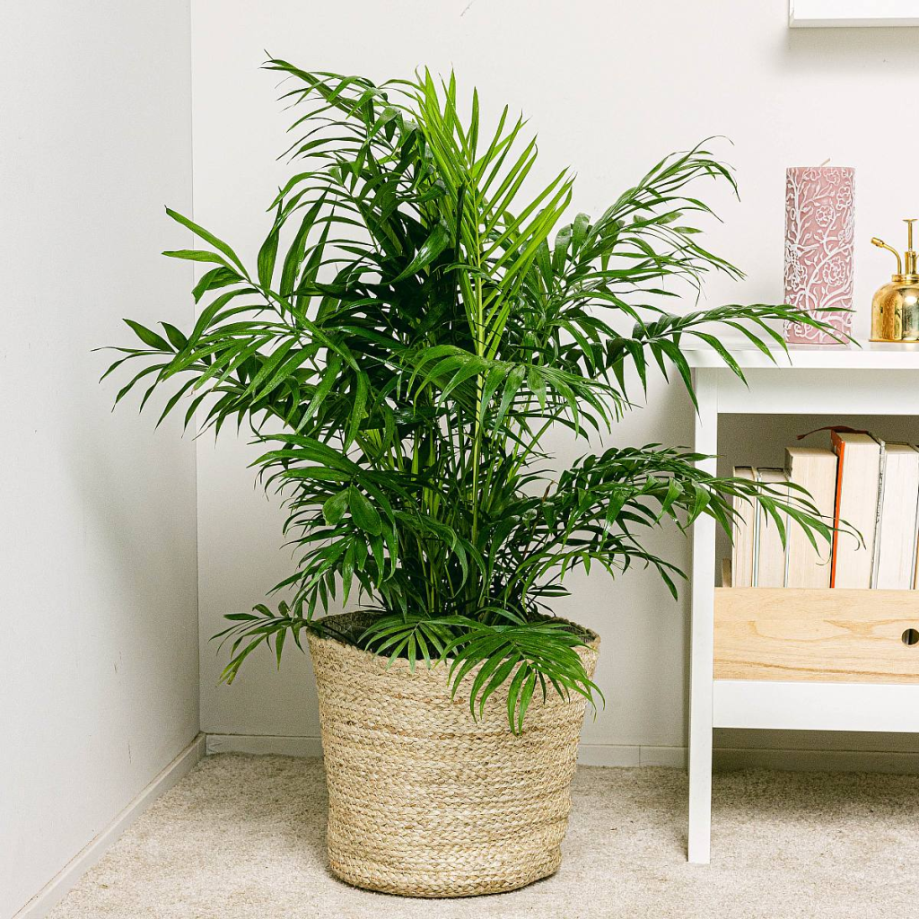 A Parlor Palm (Chamaedorea Elegans) in the corner of a living space.