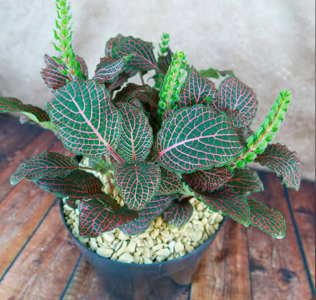 A Nerve Plant (Fittonia Albivenis) resting on a wooden floor in a black plastic pot.