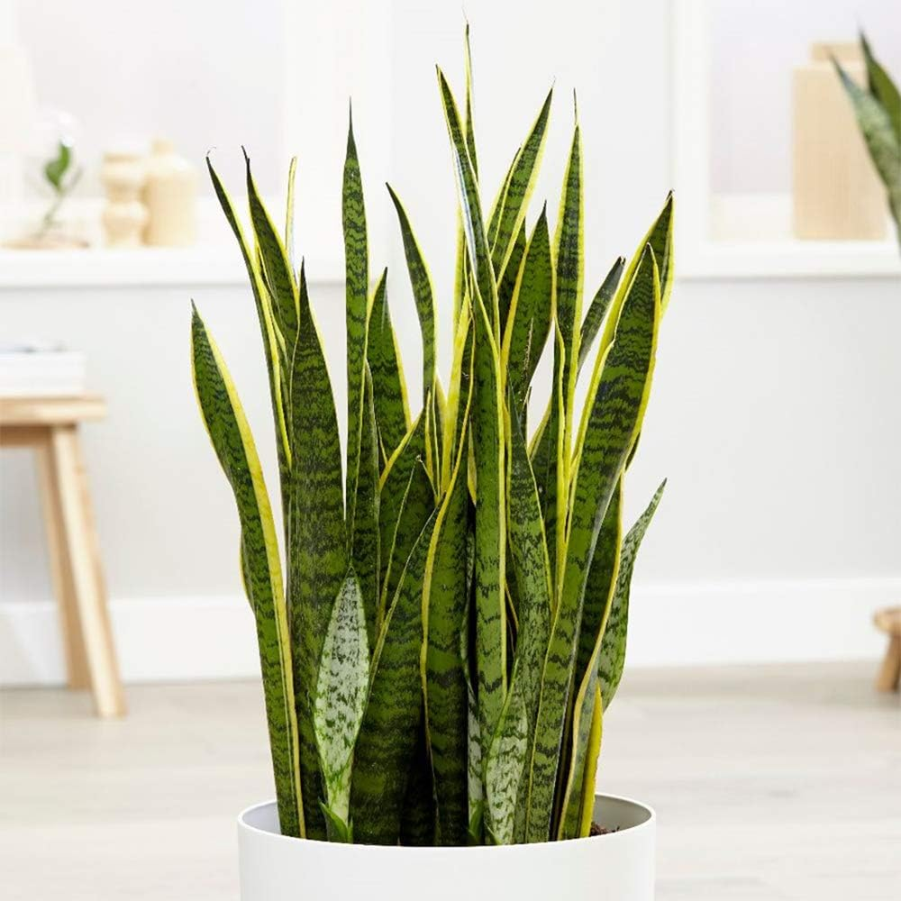 Snake Plant (Dracaena trifasciata) in a white pot in a living room.