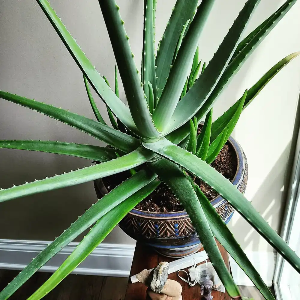 Aloe Vera in the corner of a living room next to a window.