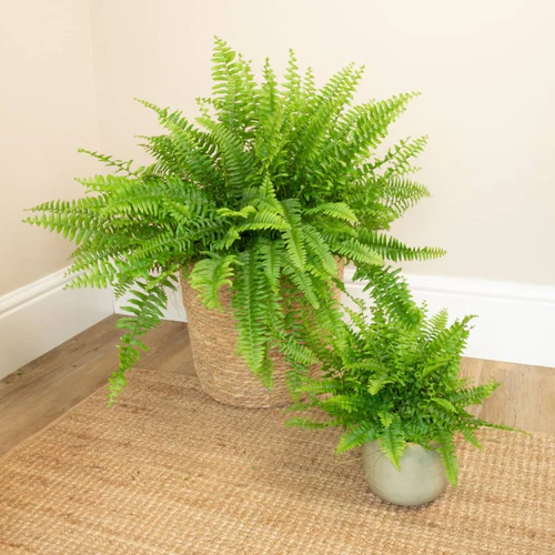 Two Boston Fern (Nephrolepis Exaltata)
 resting on the floor in a corner in separate pots.