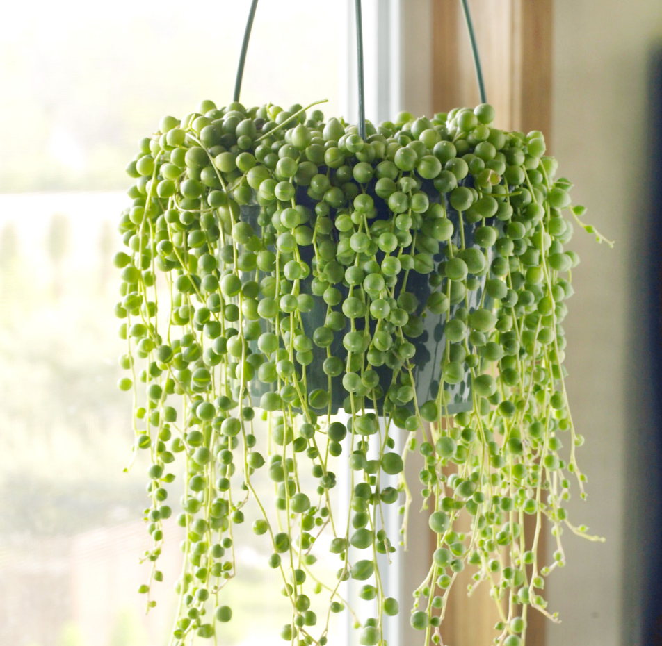 A hanging basket of String of Pearls (Senecio Rowleyanus) in front of a window.