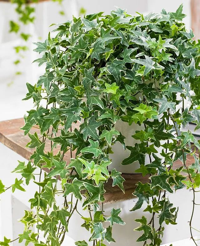 A white pot overflowing with English Ivy resting on the edge of a tabletop.