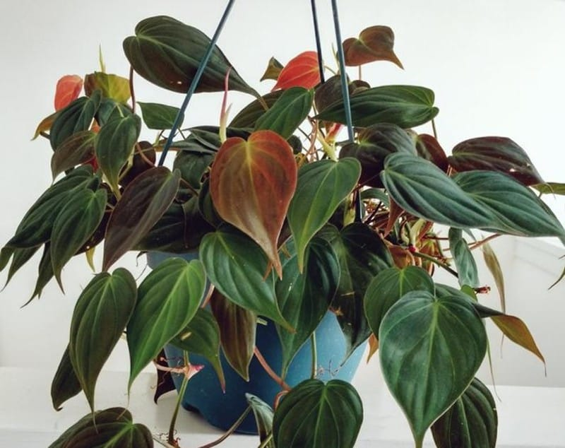 A blue container overflowing with Velvet Leaf Philodendron (Philodendron Micans).