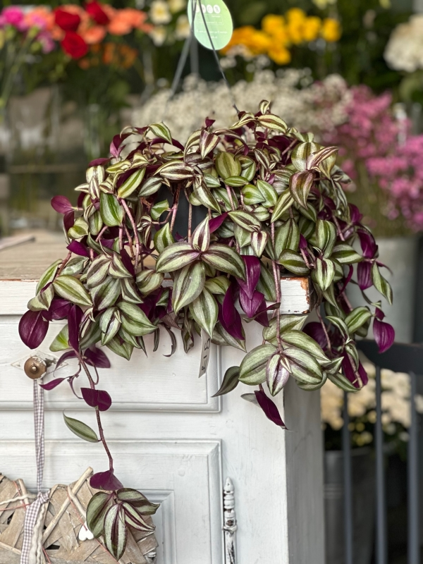 A potted Wandering Jew (Tradescantia Zebrina) plant resting on the edge of a counter overflowing off the edge.