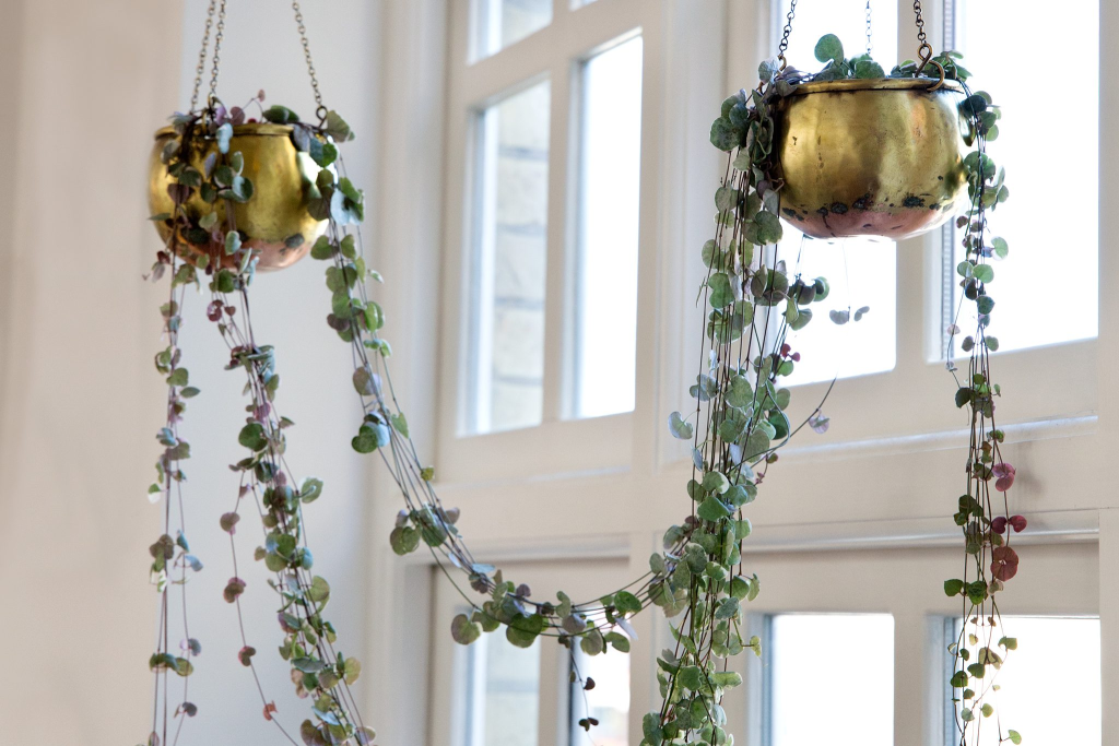 Two String of Hearts (Ceropegia) planted in gold colored hanging planters and growing from one to another.