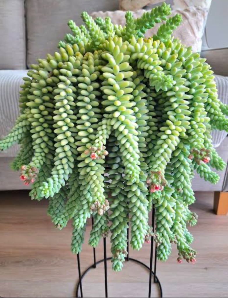 A Burro’s Tail (Sedum Morganianum) cascading over its pot and stand in a living room.