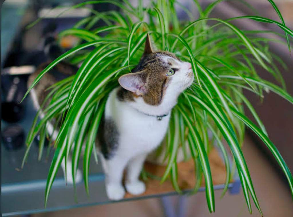 A cat interacting with a Spider plant.