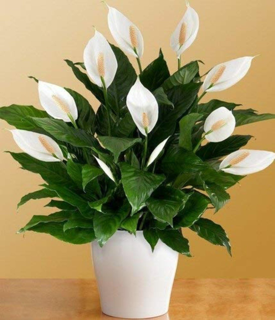 Peace Lily (Spathiphyllum) in a white pot on a neutral background.