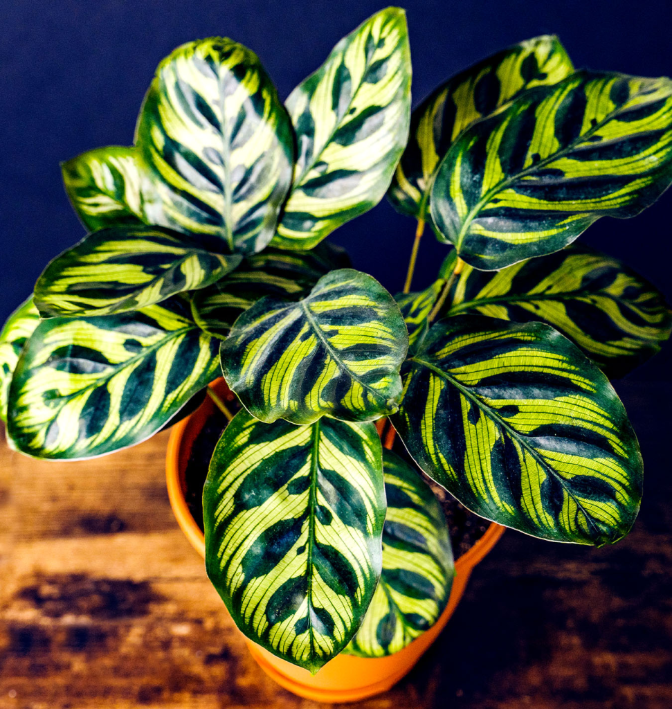 A top down close-up of a Peacock Plant (Calathea Makoyana) in a terracotta pot on a wooden floor.