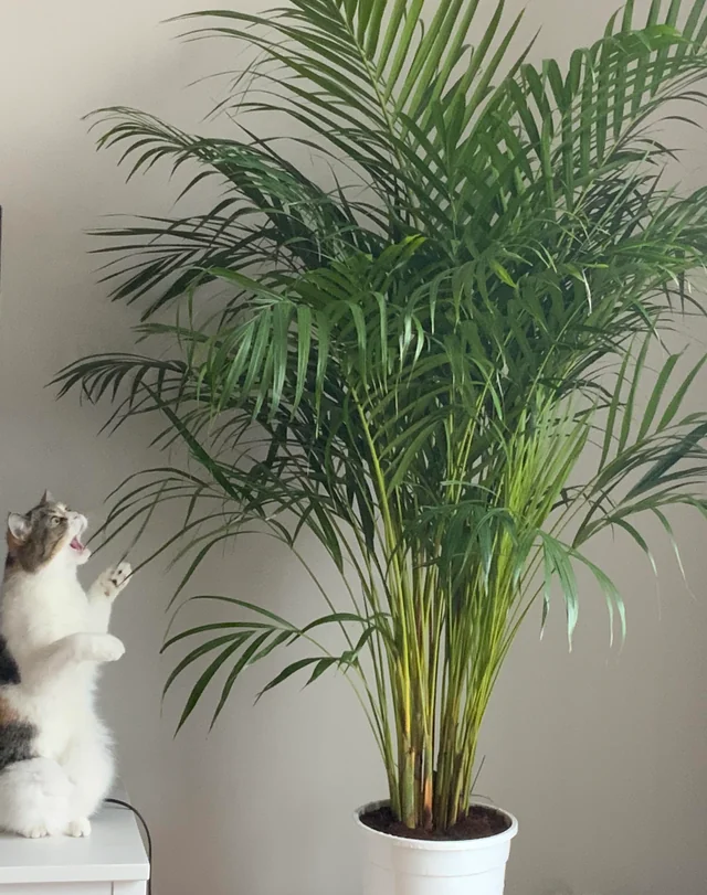 Cat plating with a Bamboo Palm (Chamaedorea Seifrizii) in a living room.