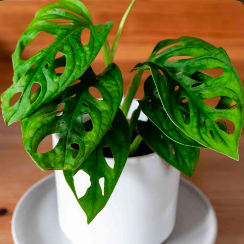 A closeup of a Swiss Cheese Plant (Monstera Deliciosa) plant in a small white pot on a white saucer.