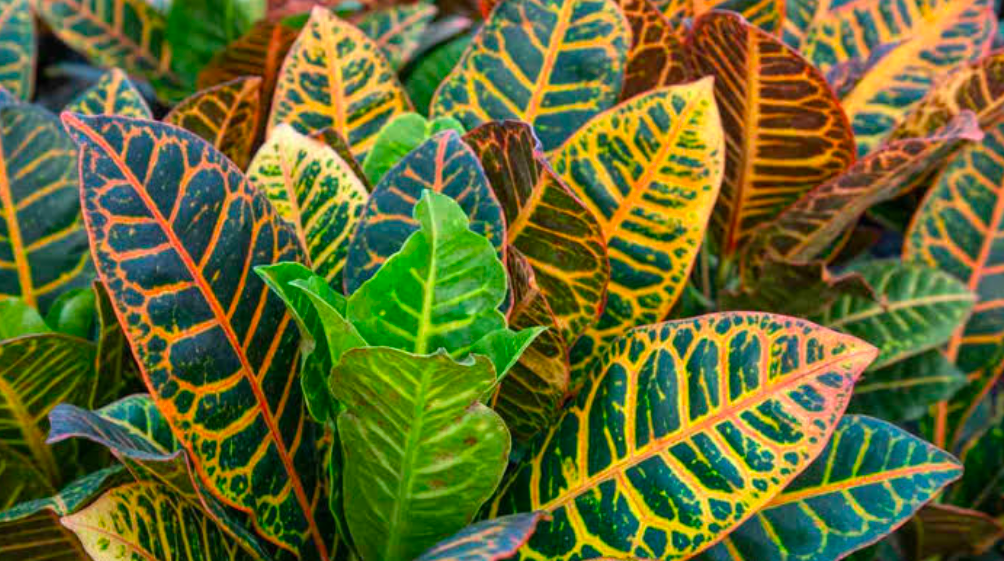 A close up of a cluster of Croton (Codiaeum Variegatum) leaves displaying their wide range of colors.