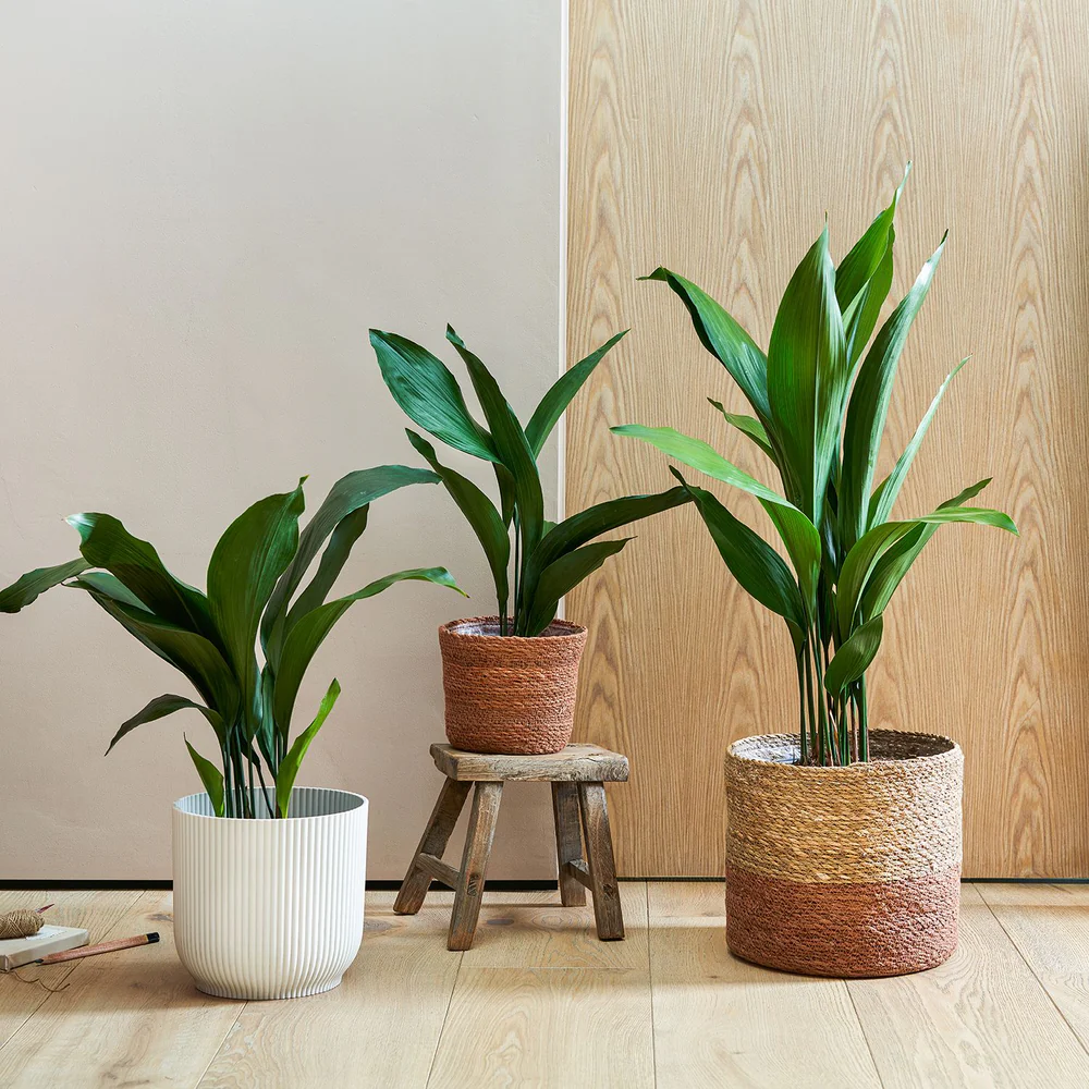 Three Cast Iron Plants (Aspidistra Elatior) in pots resting on the floor.