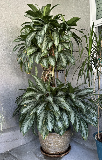 A very tall Chinese Evergreen (Aglaonema commutatum) in the corner of a home.