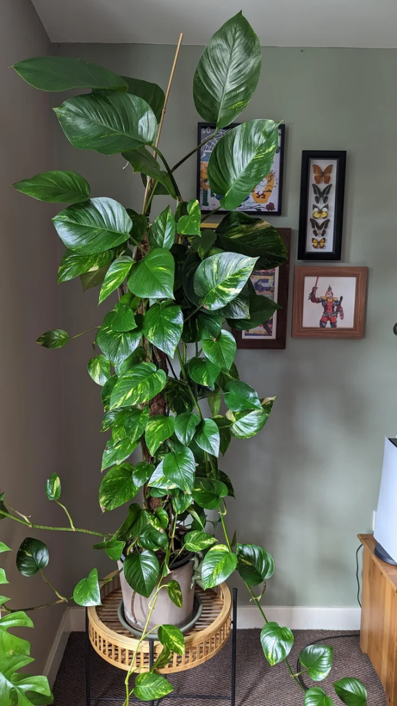 A very tall Pothos (Epipremnum aureum) plant in the corner of a living room.
