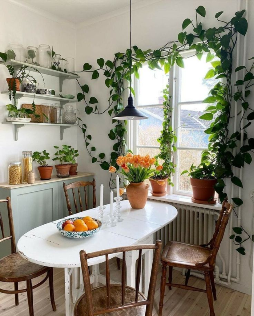 Bright kitchen dining nook with trailing houseplants and terracotta pots