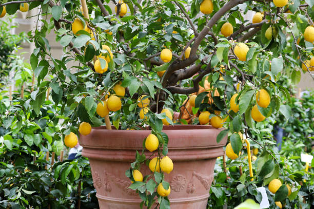 Potted lemon tree in an outdoor nursery.