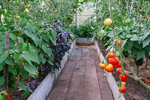 Bright greenhouse filled with fresh vegetables, including ripe red tomatoes and lush green leaves.